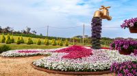 Flores e Morangos